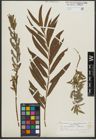Foto von Salix purpurea L. x Salix viminalis L.